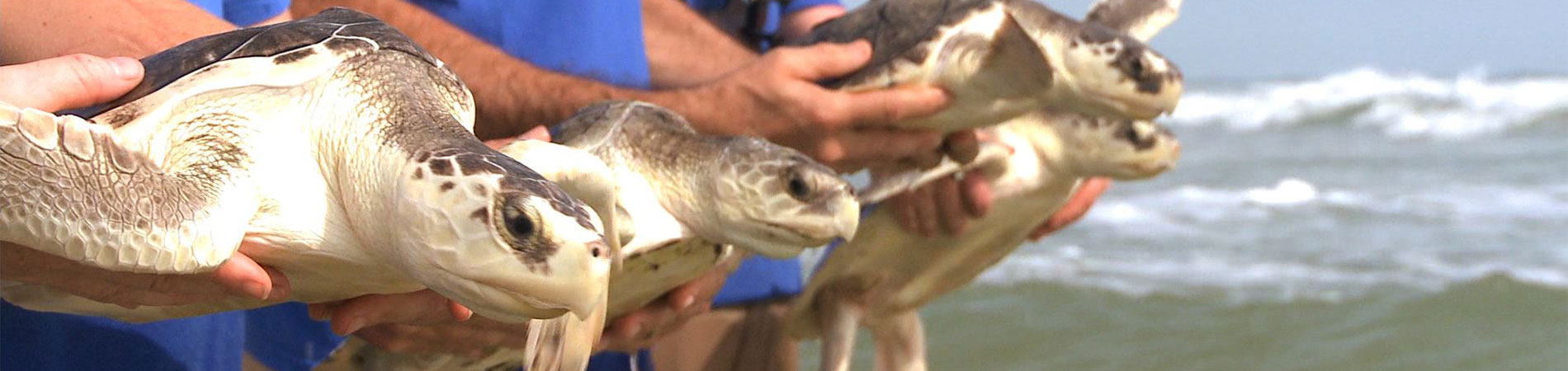 SeaWorld Turtle Release
