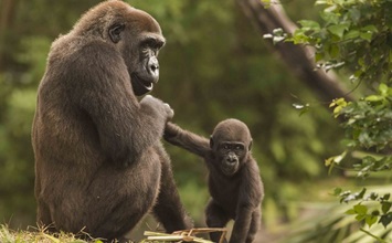 Adult gorilla holding the hand of a baby gorilla