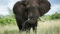 Elephant outside in grass field