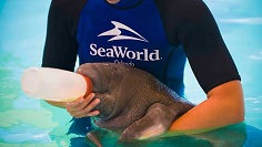 Animal trainer feeding a manatee in water