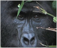 Face of a gorilla