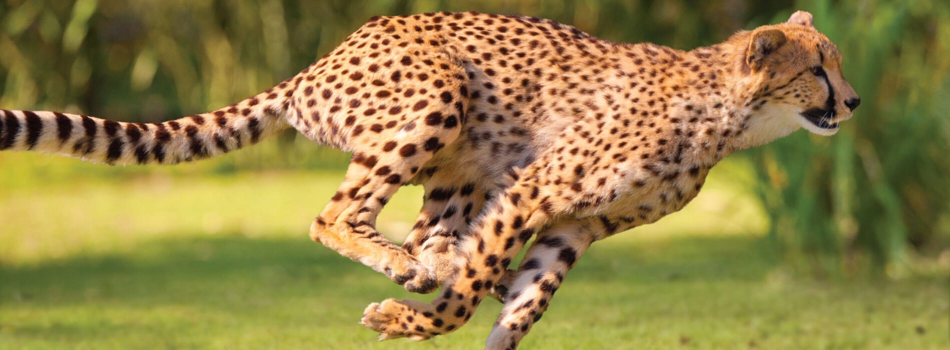 Cheetah running outside