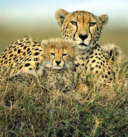 Adult cheetah and baby cheetah sitting outside 
