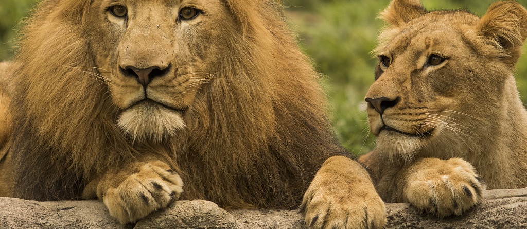 A male and female lion