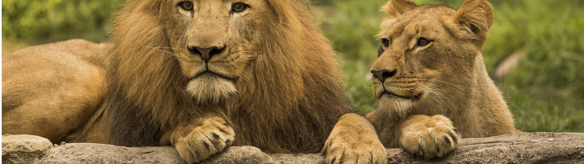 A male and female lion