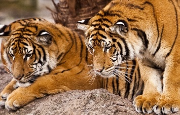 Two tigers
