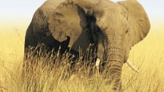 Elephant outside in grass field