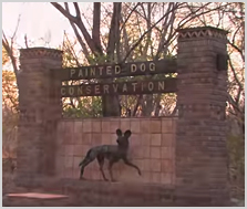 Painted Dogs Project