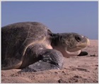 A sea turtle on a sandy beach